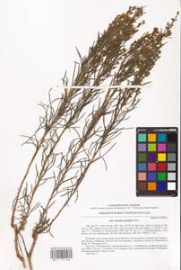 Artemisia salsoloides Willd., Eastern Europe, North Ukrainian region (E11) (Ukraine)