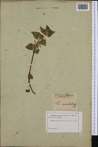 Lamium maculatum (L.) L., Western Europe (EUR) (Czech Republic)