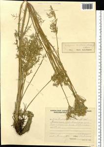 Kitagawia baicalensis (Redowsky ex Willd.) Pimenov, Siberia, Altai & Sayany Mountains (S2) (Russia)