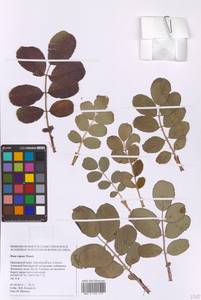 Rosa rugosa Thunb., Siberia, Russian Far East (S6) (Russia)