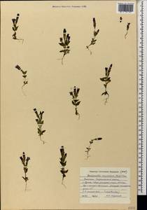 Gentianella caucasea (Loddiges ex Sims) J. Holub, Caucasus, Dagestan (K2) (Russia)