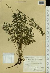 Artemisia tanacetifolia L., Siberia, Yakutia (S5) (Russia)