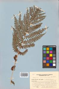 Athyrium filix-femina (L.) Roth, Siberia, Russian Far East (S6) (Russia)