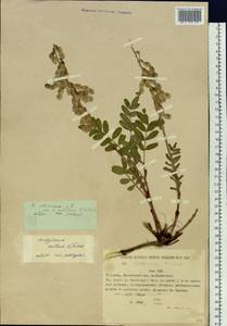 Hedysarum hedysaroides subsp. arcticum (B.Fedtsch.) P.W.Ball, Siberia, Yakutia (S5) (Russia)