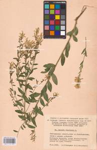 Genista tinctoria L., Eastern Europe, Central forest-and-steppe region (E6) (Russia)