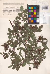 Rosa glauca Pourr., Eastern Europe, Lower Volga region (E9) (Russia)