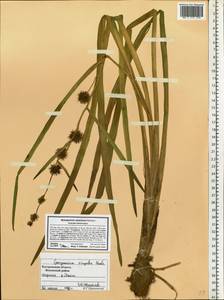 Sparganium emersum Rehmann, Eastern Europe, Central forest region (E5) (Russia)