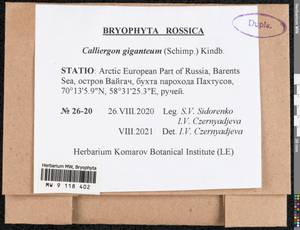 Calliergon giganteum (Schimp.) Kindb., Bryophytes, Bryophytes - European North East (B7) (Russia)