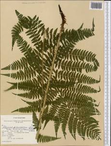 Pseudathyrium alpestre subsp. americanum (Butters), America (AMER) (United States)