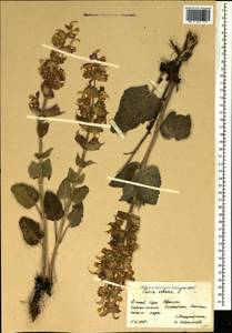 Salvia sclarea L., Crimea (KRYM) (Russia)