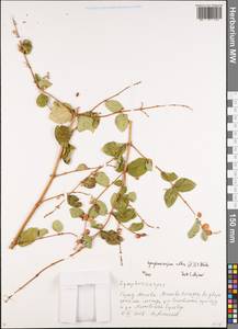 Symphoricarpos albus (L.) C. Koch, Eastern Europe, Moscow region (E4a) (Russia)