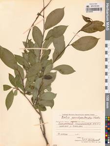 Salix pseudopentandra (Flod.) Flod., Siberia, Chukotka & Kamchatka (S7) (Russia)