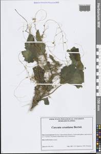 Cuscuta australis subsp. cesatiana (Bertol.) Maire, Eastern Europe, Lower Volga region (E9) (Russia)