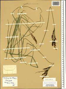 Carex acuta L., Caucasus, Armenia (K5) (Armenia)