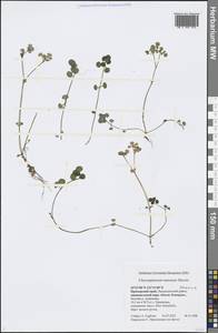 Chrysosplenium ramosum Maxim., Siberia, Russian Far East (S6) (Russia)