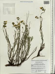 Onosma simplicissima L., Eastern Europe, Central forest-and-steppe region (E6) (Russia)