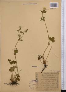Potentilla doubjonneana subsp. ossetica Soják, Middle Asia, Western Tian Shan & Karatau (M3) (Kazakhstan)