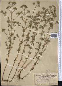 Origanum vulgare L., Middle Asia, Western Tian Shan & Karatau (M3) (Kazakhstan)