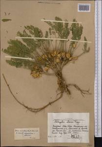 Astragalus alaicus Freyn, Middle Asia, Western Tian Shan & Karatau (M3) (Uzbekistan)