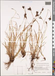 Carex eleusinoides Turcz. ex Kunth, Siberia, Baikal & Transbaikal region (S4) (Russia)