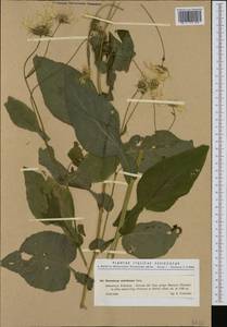 Doronicum austriacum Jacq., Western Europe (EUR) (Italy)