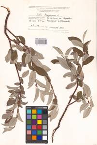 Salix lapponum L., Eastern Europe, Moscow region (E4a) (Russia)