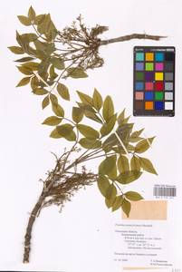 Fraxinus pennsylvanica Marshall, Eastern Europe, North-Western region (E2) (Russia)