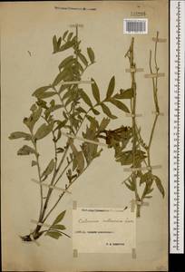 Rhaponticoides ruthenica (Lam.) M. V. Agab. & Greuter, Caucasus, Stavropol Krai, Karachay-Cherkessia & Kabardino-Balkaria (K1b) (Russia)
