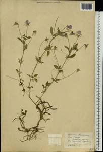 Viola, Eastern Europe, West Ukrainian region (E13) (Ukraine)