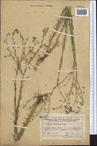 Linum violascens Bunge, Middle Asia, Western Tian Shan & Karatau (M3) (Kazakhstan)