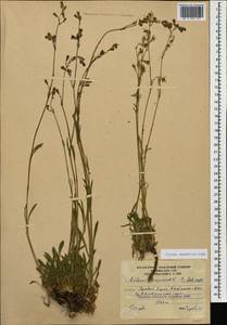 Silene saxatilis Sims, Caucasus, South Ossetia (K4b) (South Ossetia)