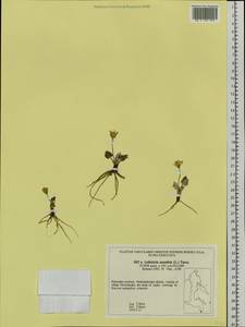 Leibnitzia anandria (L.) Nakai, Siberia, Russian Far East (S6) (Russia)