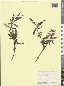 Salix excelsa J.F.Gmel., Caucasus, Armenia (K5) (Armenia)