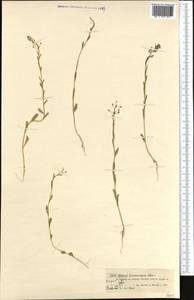Thlaspi ceratocarpum (Pall.) Murray, Middle Asia, Dzungarian Alatau & Tarbagatai (M5) (Kazakhstan)