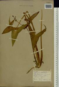 Sagittaria sagittifolia L., Eastern Europe, Eastern region (E10) (Russia)