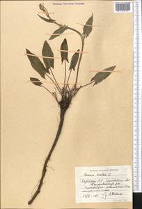 Rumex acetosa L., Middle Asia, Northern & Central Kazakhstan (M10) (Kazakhstan)