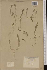 Alyssum alyssoides (L.) L., Western Europe (EUR) (Serbia)