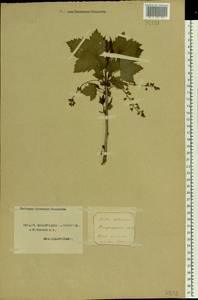 Ribes rubrum L., Eastern Europe, Northern region (E1) (Russia)