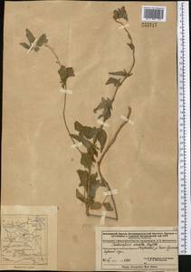 Codonopsis clematidea (Schrenk) C.B.Clarke, Middle Asia, Dzungarian Alatau & Tarbagatai (M5) (Kazakhstan)