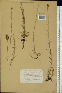Saxifraga hirculus L., Eastern Europe, North-Western region (E2) (Russia)