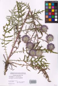 Echinops ritro subsp. meyeri (DC.) Kozuharov, Eastern Europe, Lower Volga region (E9) (Russia)