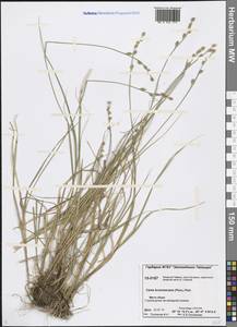 Carex brunnescens (Pers.) Poir., Siberia, Central Siberia (S3) (Russia)