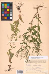 Epilobium pseudorubescens A. K. Skvortsov, Eastern Europe, Moscow region (E4a) (Russia)