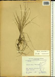 Carex canescens subsp. canescens, Siberia, Baikal & Transbaikal region (S4) (Russia)