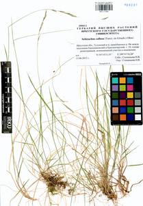 Schizachne purpurascens subsp. callosa (Turcz. ex Griseb.) T.Koyama & Kawano, Siberia, Baikal & Transbaikal region (S4) (Russia)