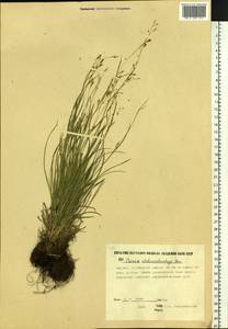 Carex capillaris L., Siberia, Yakutia (S5) (Russia)