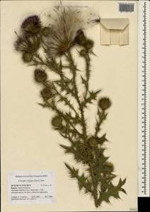 Cirsium vulgare (Savi) Ten., Crimea (KRYM) (Russia)