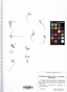 Ceratocephala orthoceras DC., Eastern Europe, Middle Volga region (E8) (Russia)