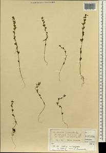 Euphrasia pectinata subsp. pectinata, Siberia, Altai & Sayany Mountains (S2) (Russia)