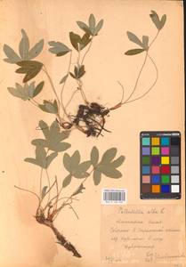Potentilla alba L., Eastern Europe, Central forest-and-steppe region (E6) (Russia)
